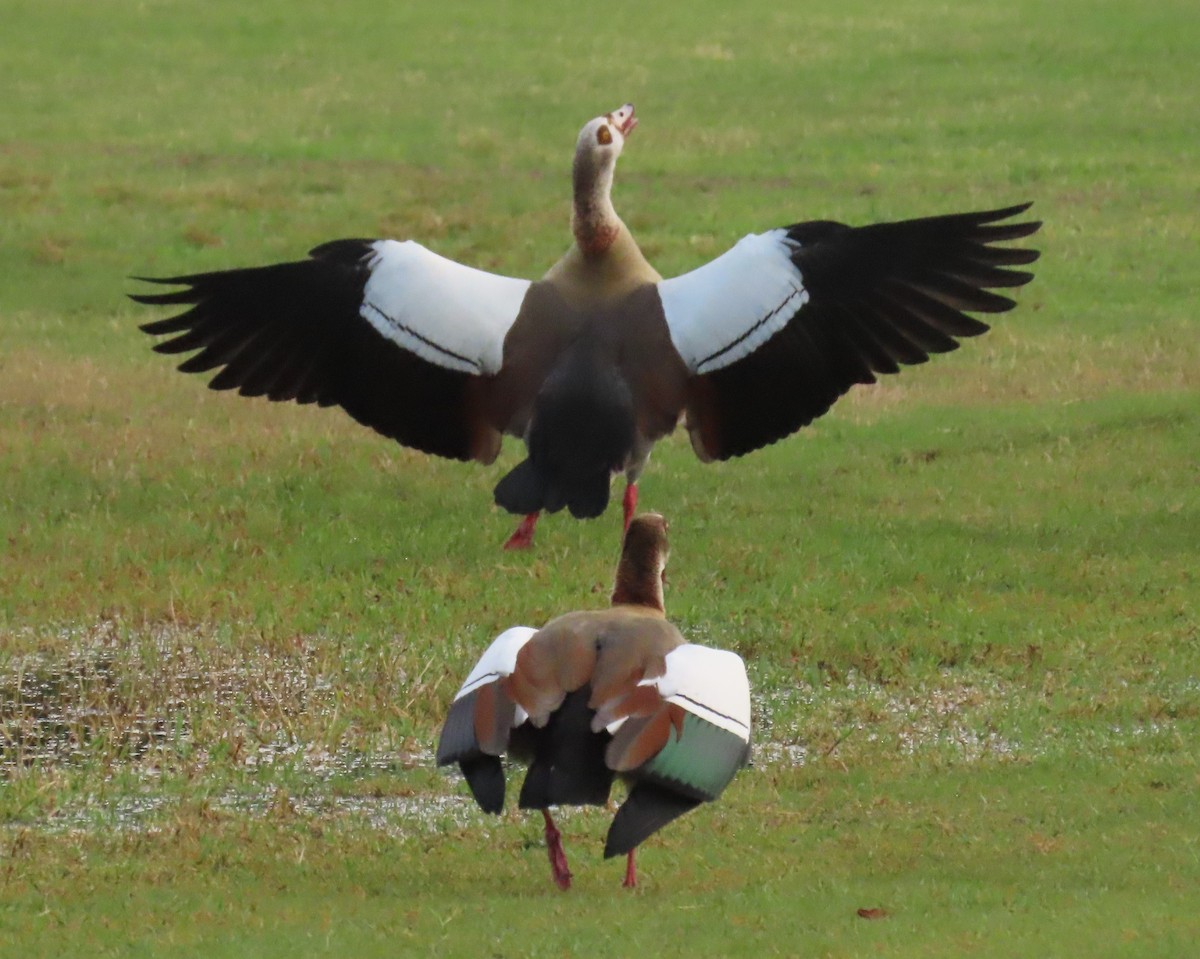 Egyptian Goose - ML644260669