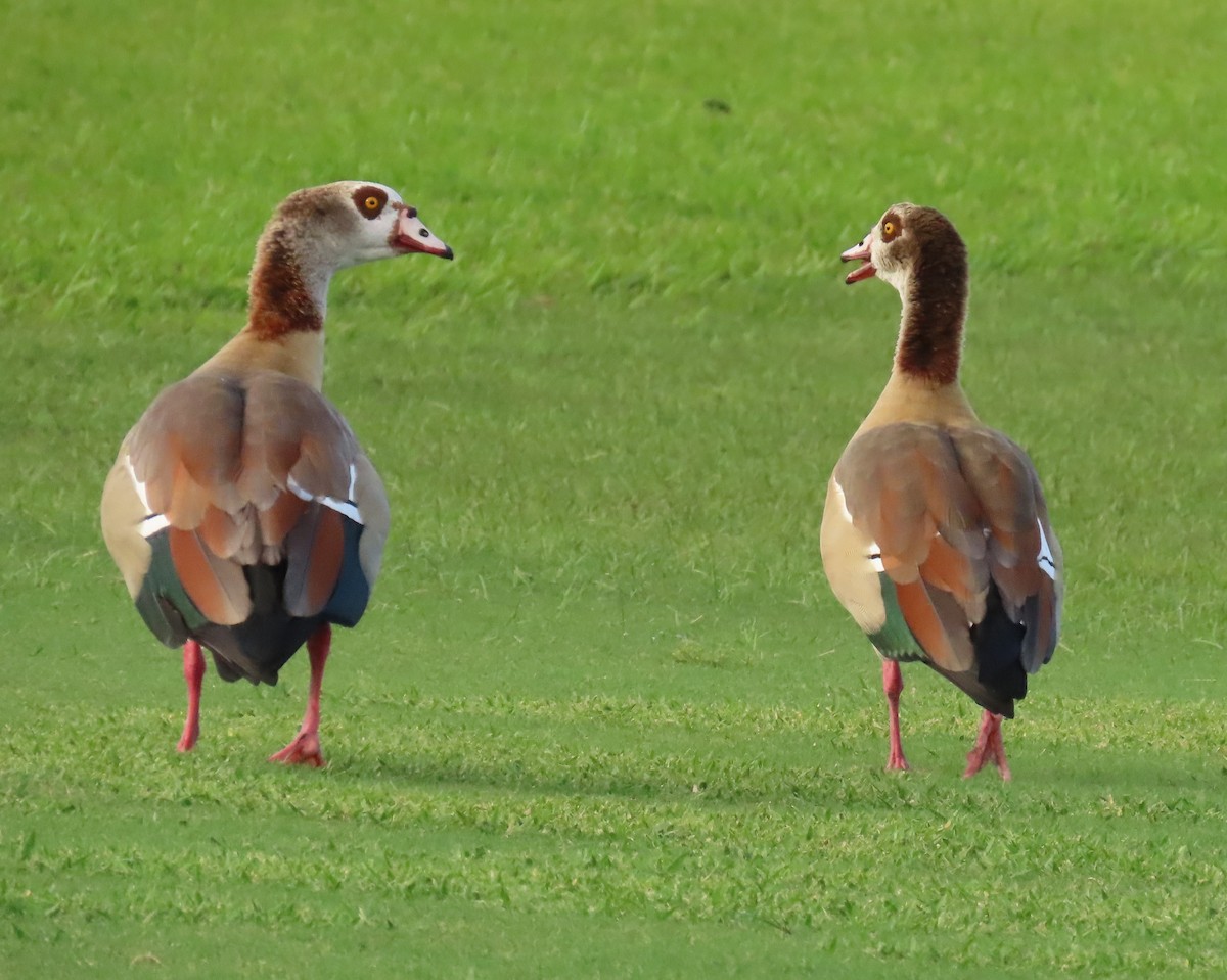 Egyptian Goose - ML644260670