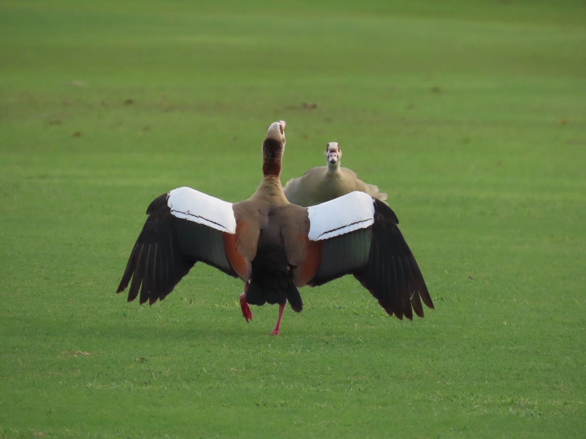 Egyptian Goose - ML644260671