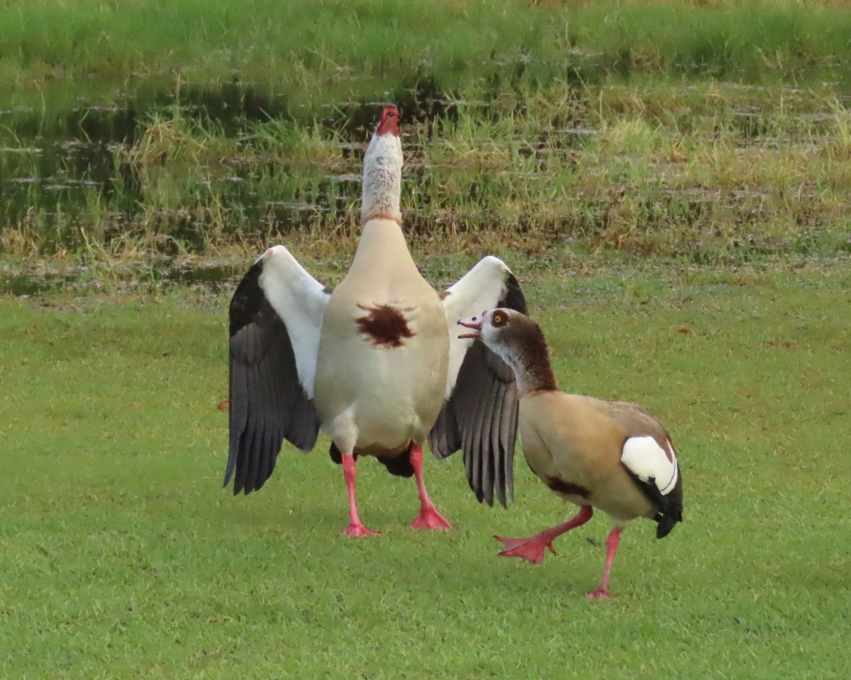 Egyptian Goose - ML644260672