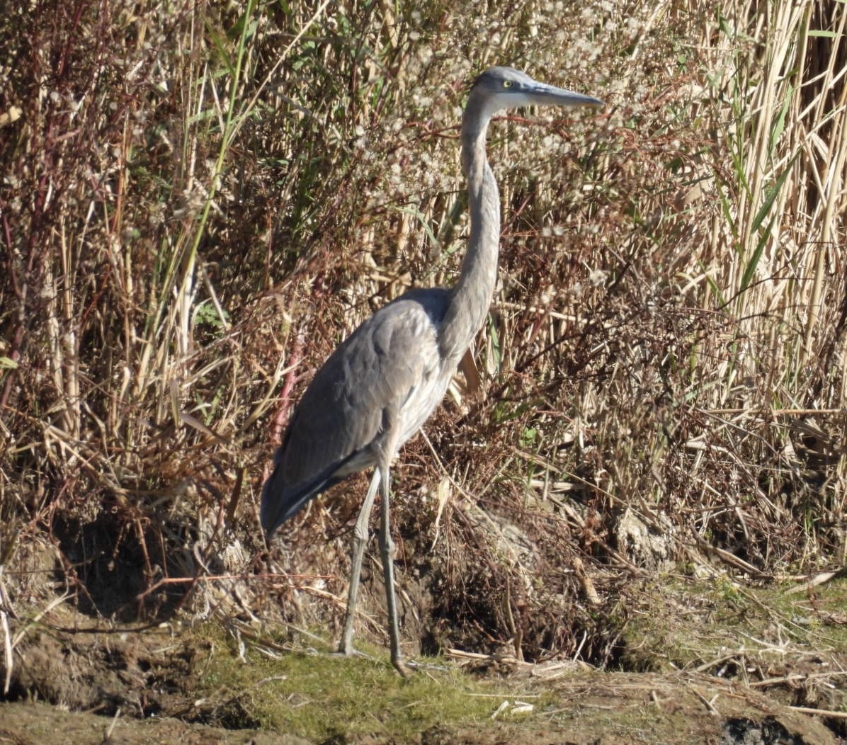 Great Blue Heron (Great Blue) - ML644260673