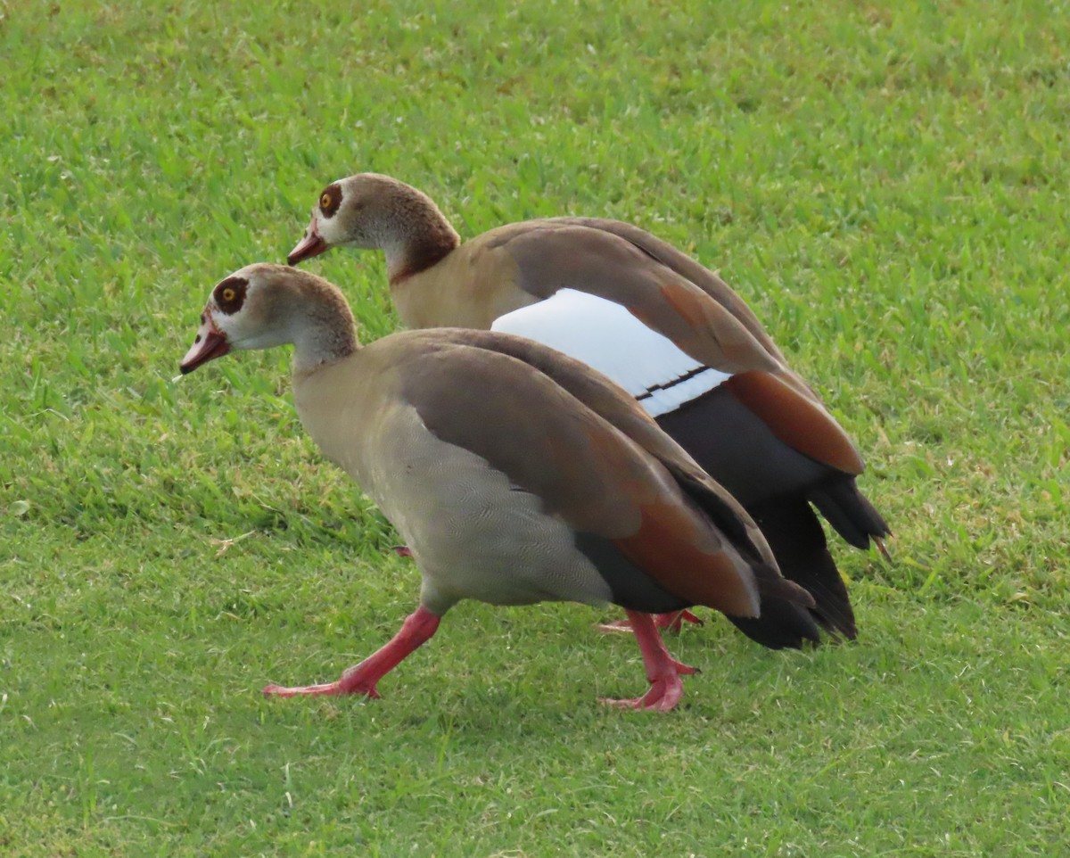 Egyptian Goose - ML644260674