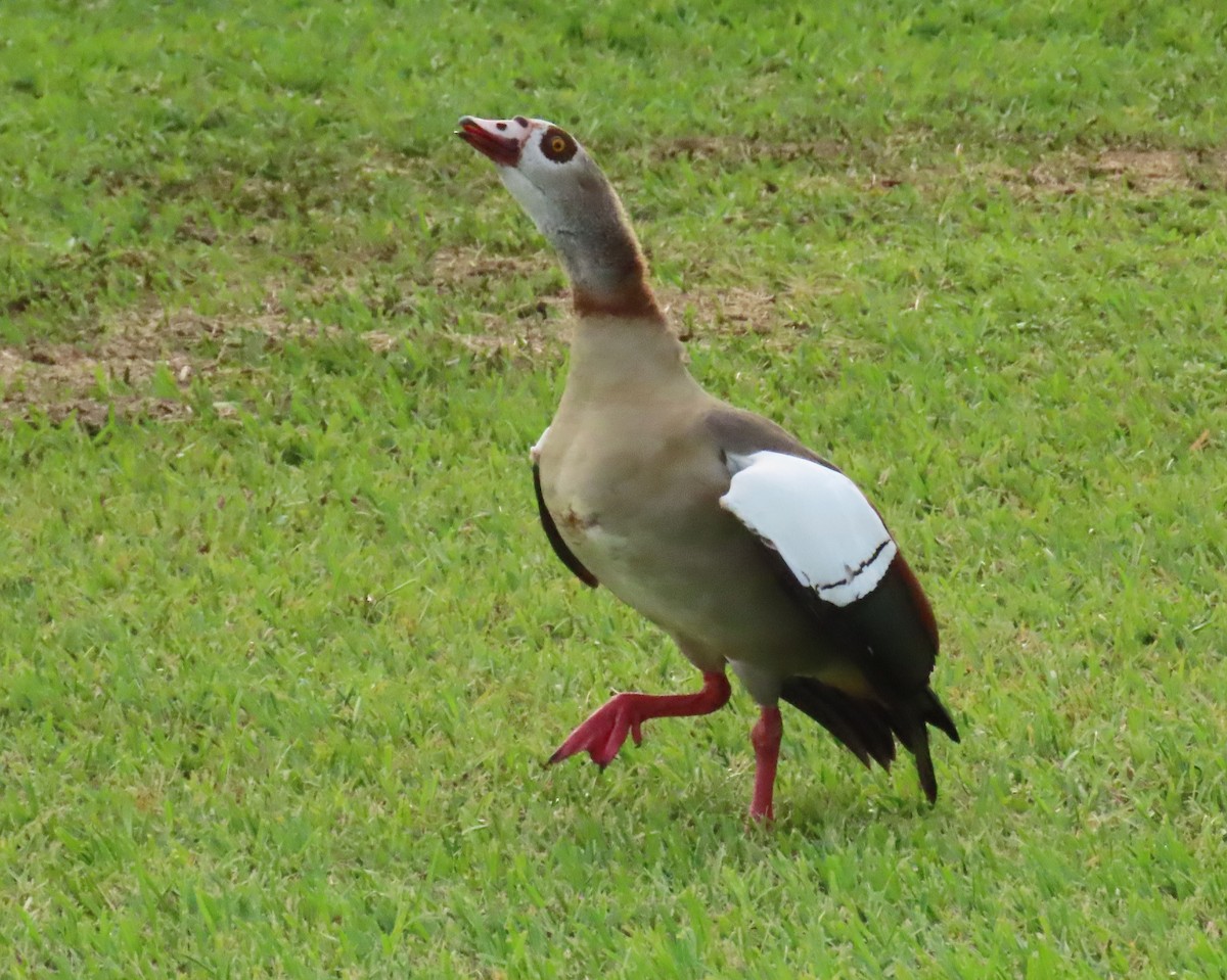 Egyptian Goose - ML644260675