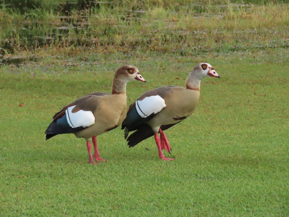 Egyptian Goose - ML644260676