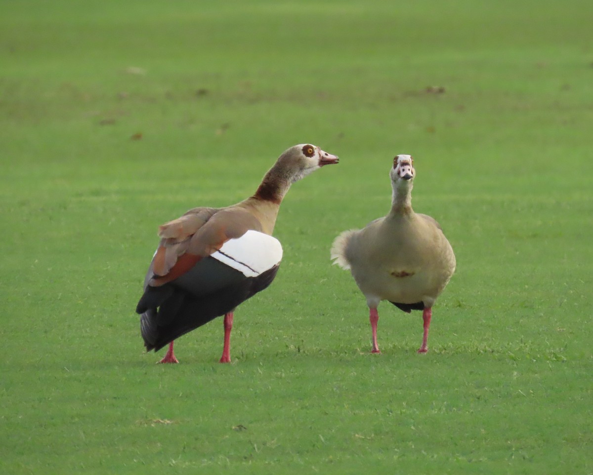 Egyptian Goose - ML644260677