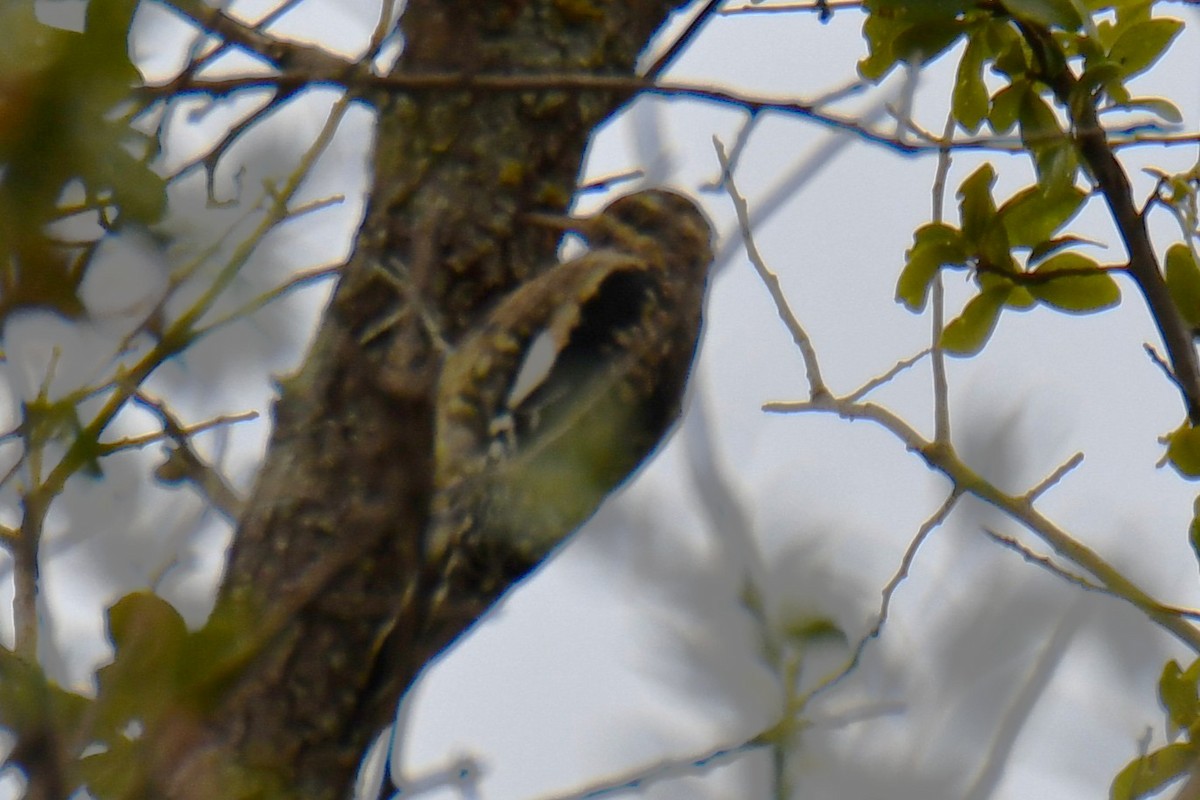 Yellow-bellied Sapsucker - ML644260683