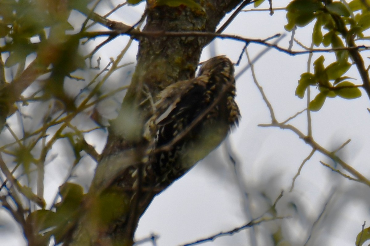 Yellow-bellied Sapsucker - ML644260685