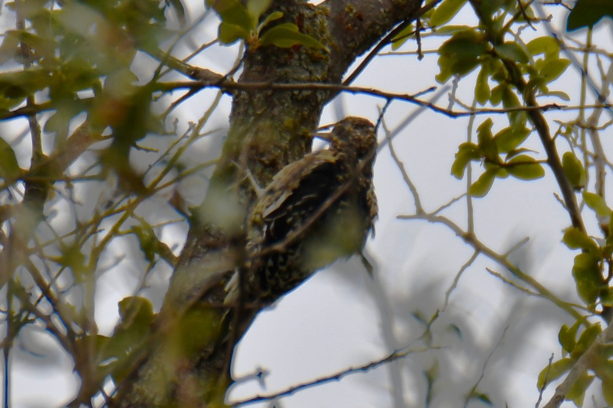 Yellow-bellied Sapsucker - ML644260686