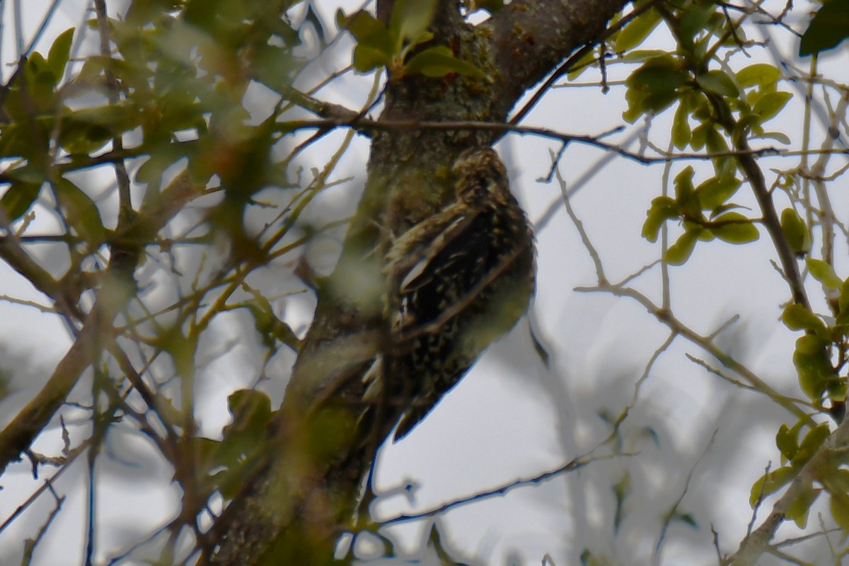 Yellow-bellied Sapsucker - ML644260687