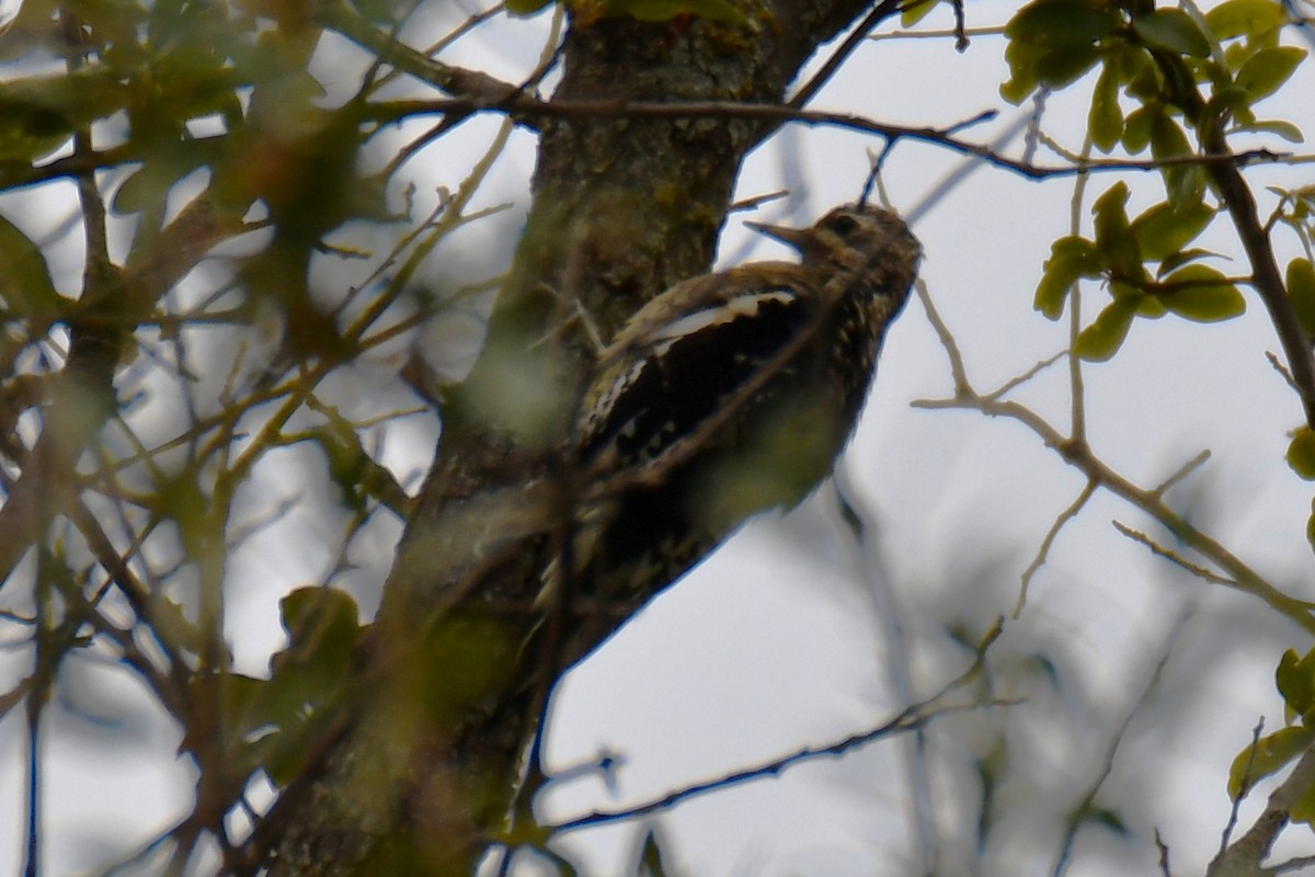 Yellow-bellied Sapsucker - ML644260688