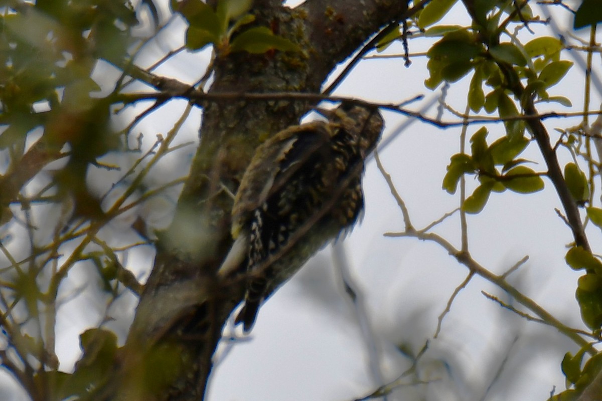 Yellow-bellied Sapsucker - ML644260689