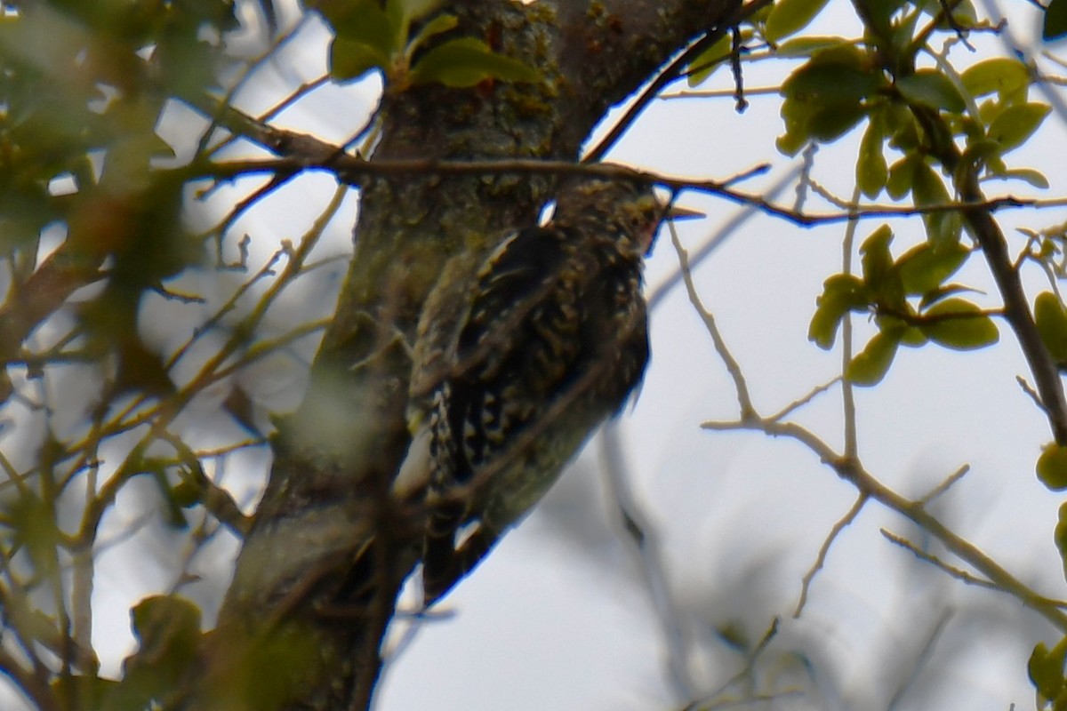 Yellow-bellied Sapsucker - ML644260690