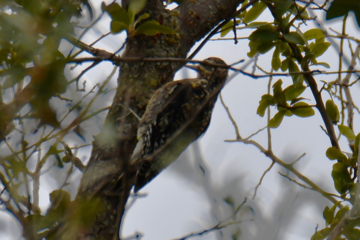 Yellow-bellied Sapsucker - ML644260691