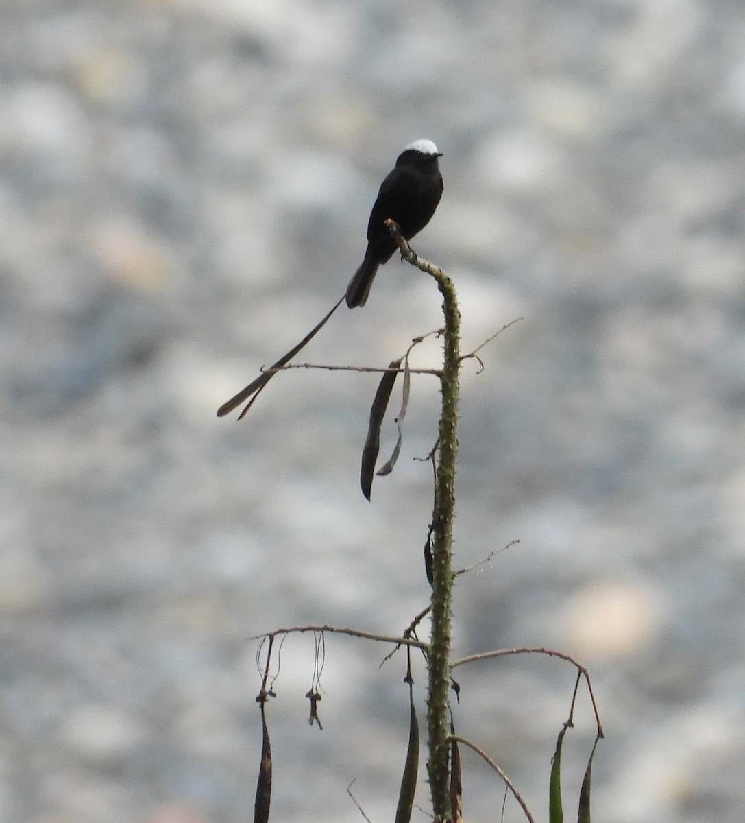 Moucherolle à longs brins - ML644260692