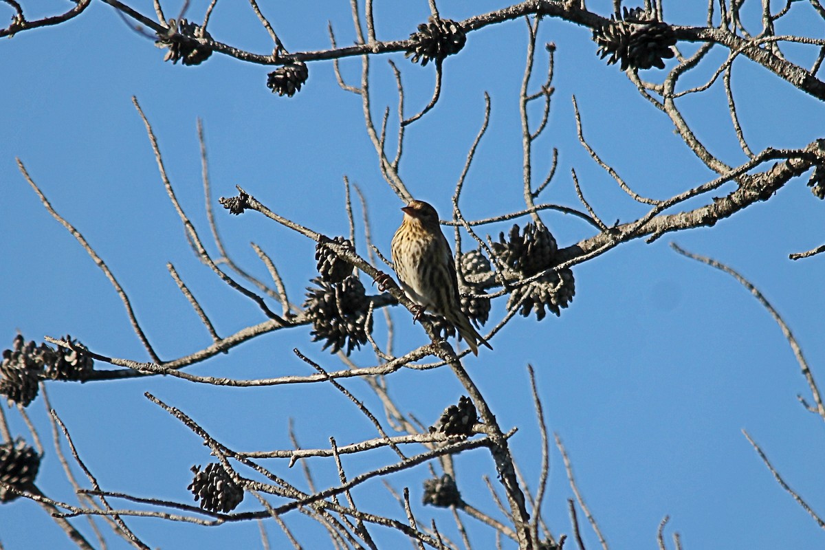 Pine Siskin - ML644260698