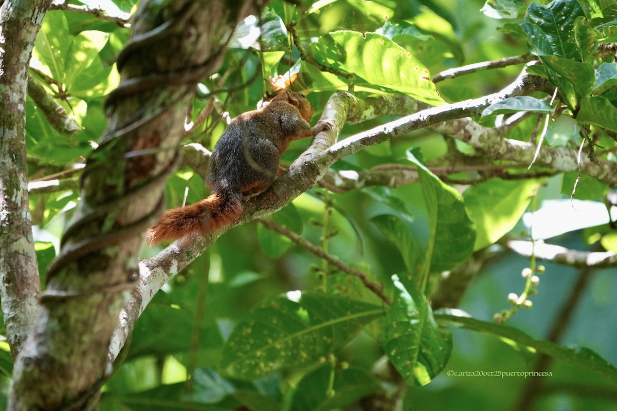 Животные - ML644260700