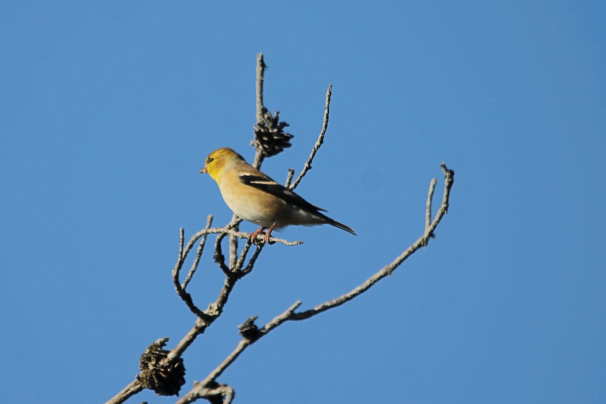 American Goldfinch - ML644260706