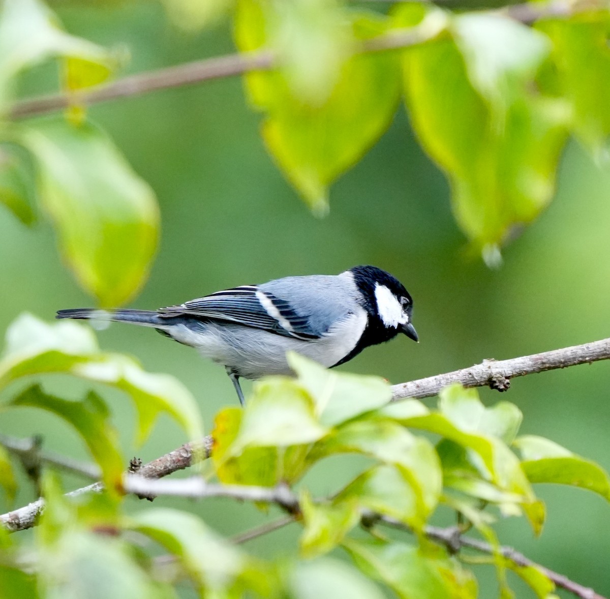 シジュウカラ（cinereus グループ） - ML644260709