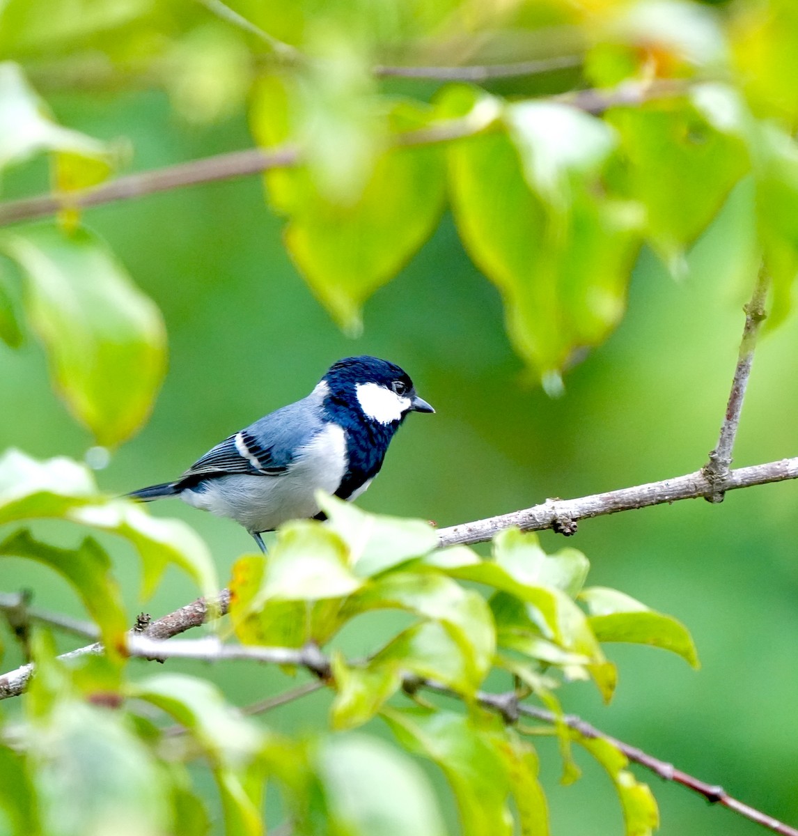 シジュウカラ（cinereus グループ） - ML644260710