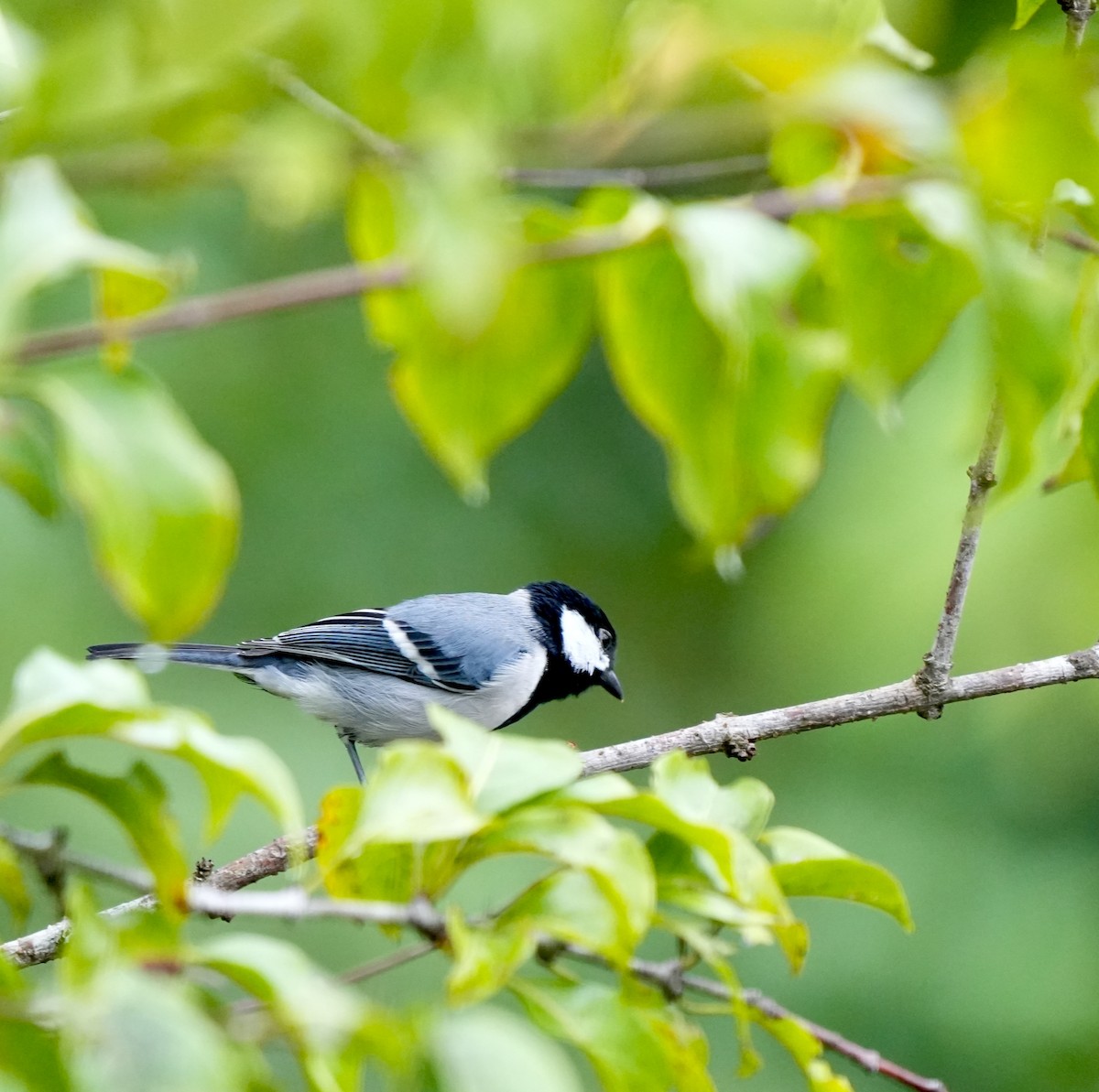 シジュウカラ（cinereus グループ） - ML644260712