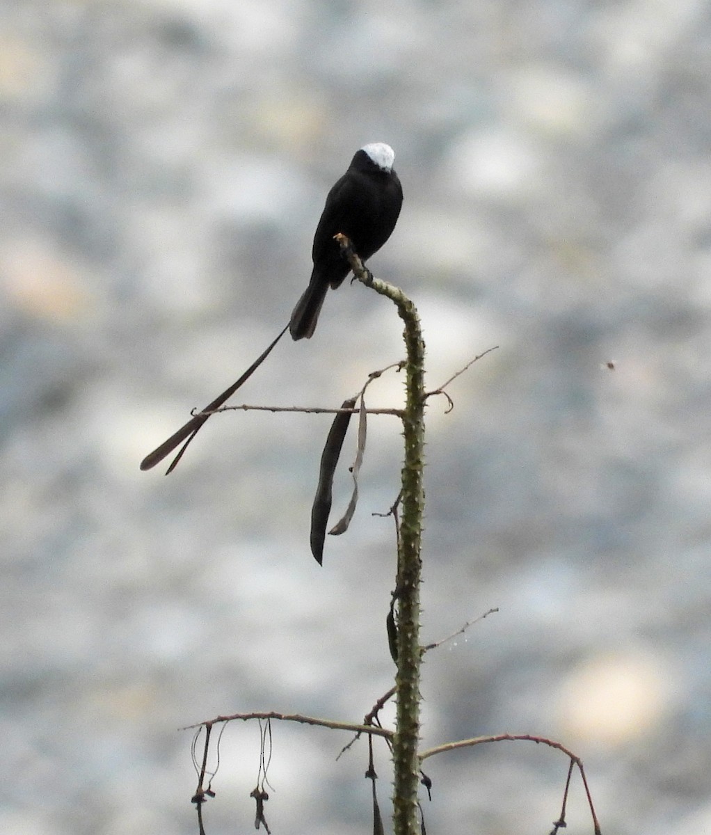 Moucherolle à longs brins - ML644260715