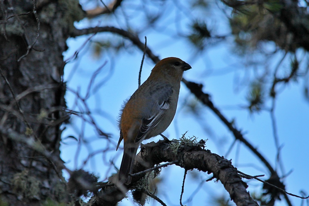 hýl křivčí - ML644260720