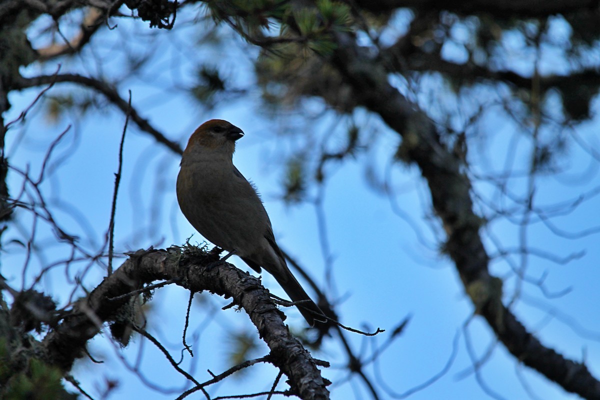 hýl křivčí - ML644260721