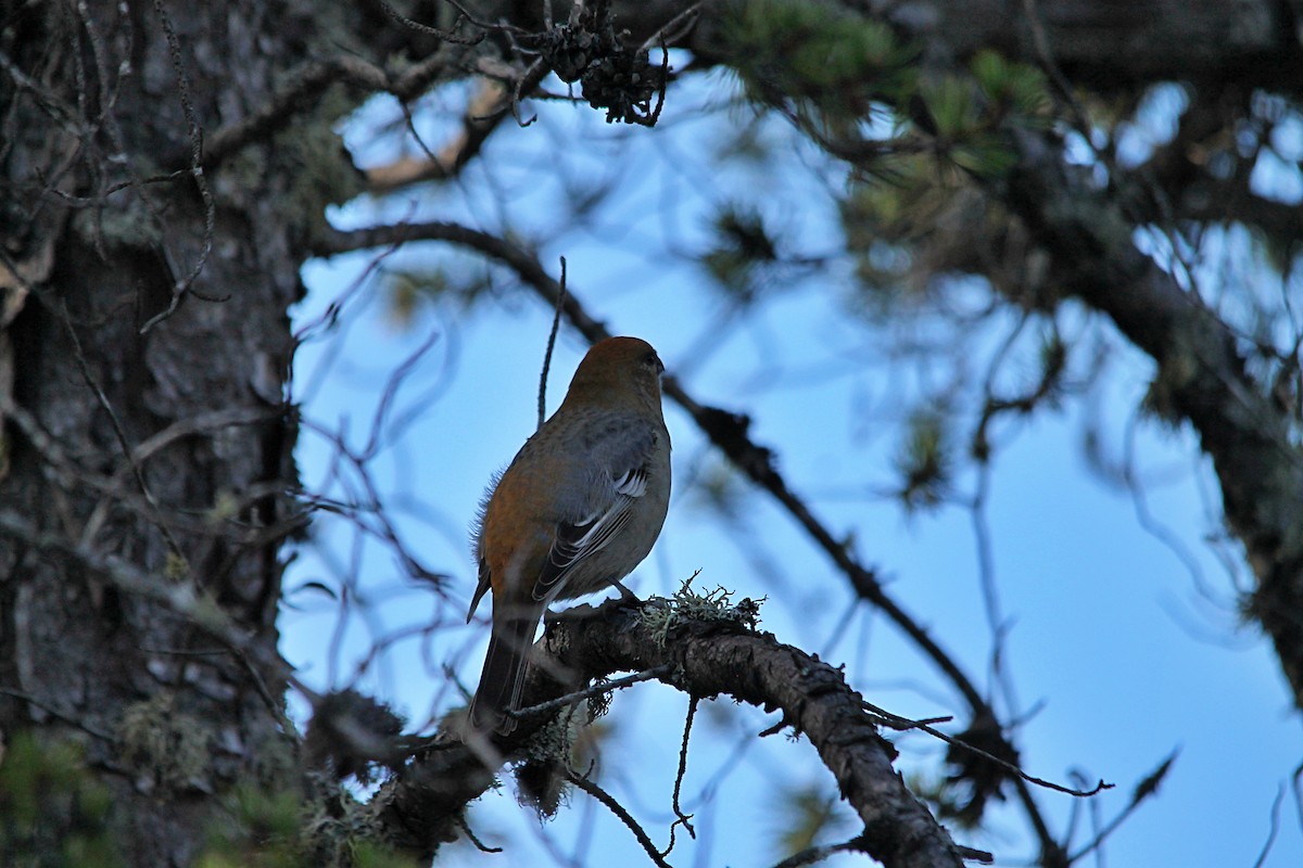 hýl křivčí - ML644260722