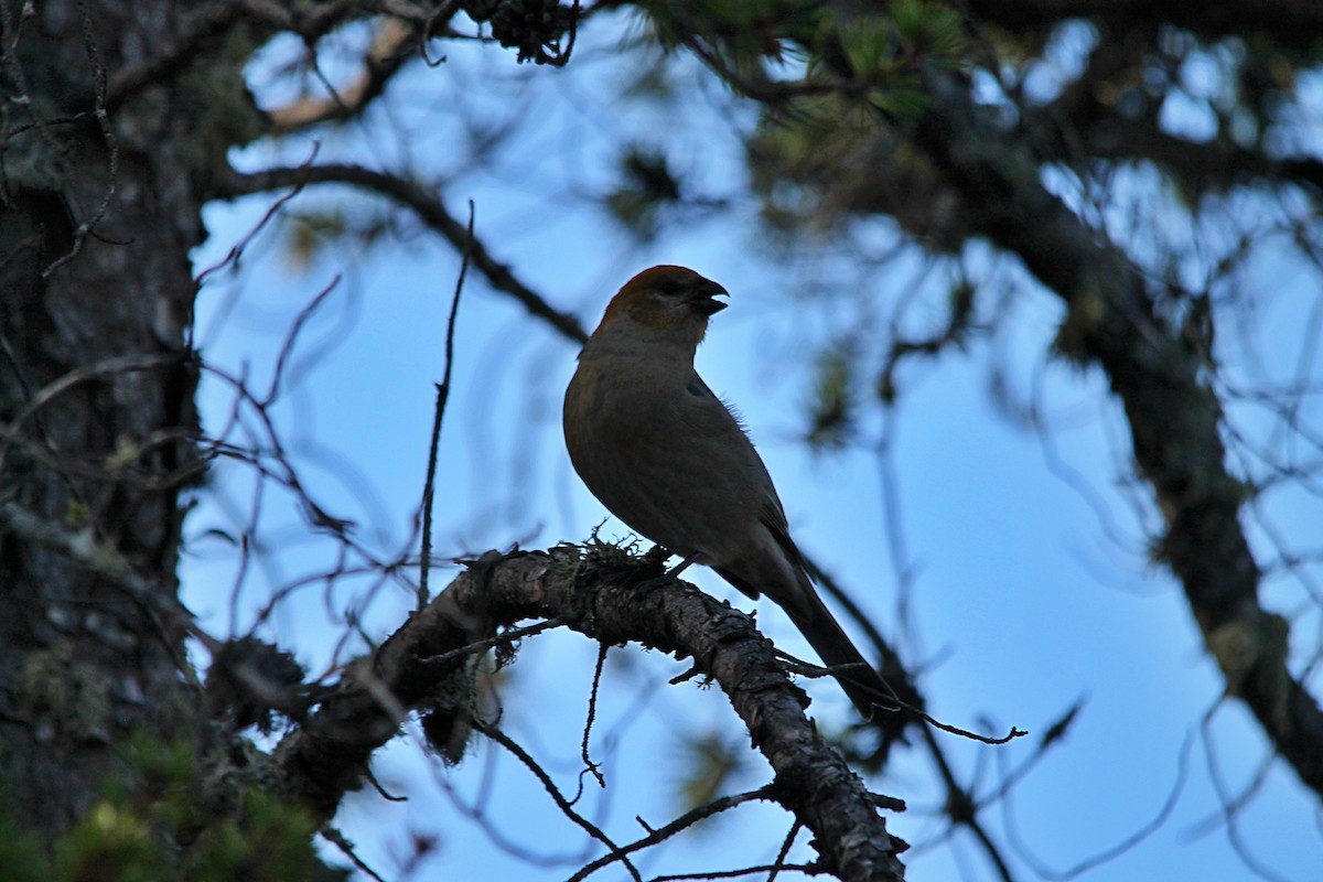 hýl křivčí - ML644260723