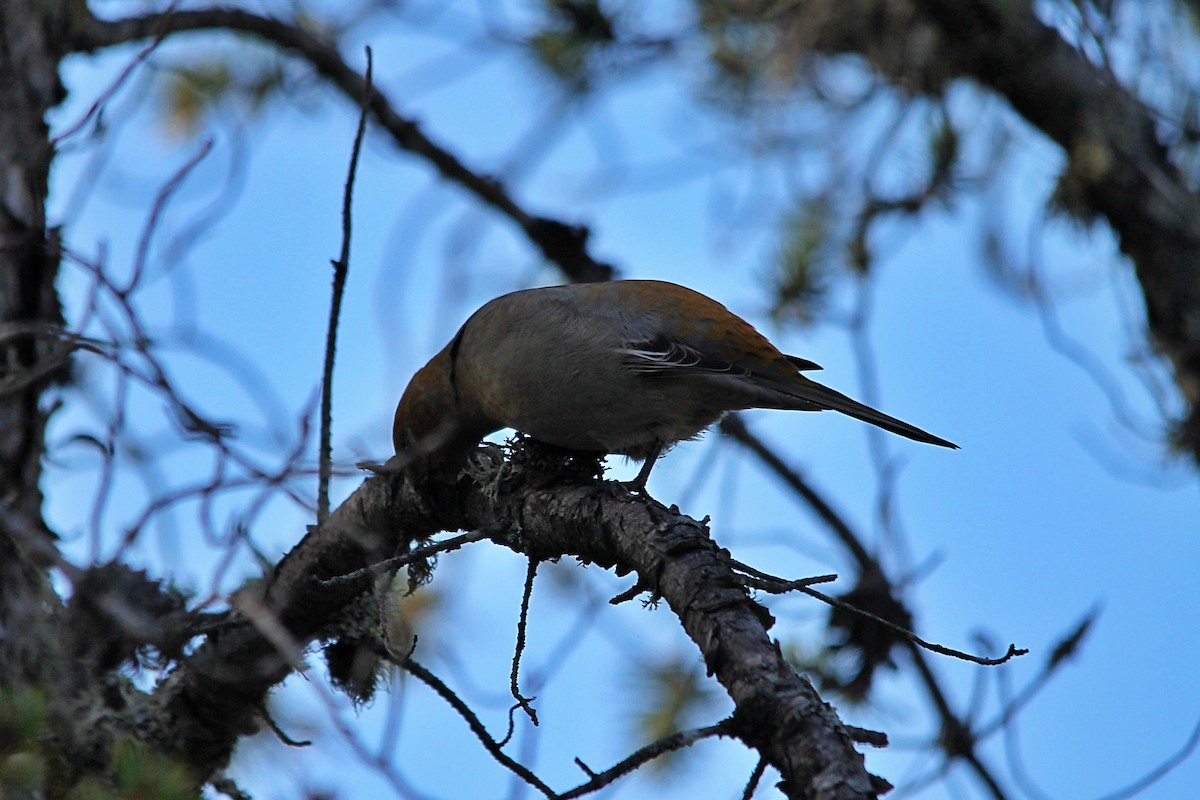 hýl křivčí - ML644260725