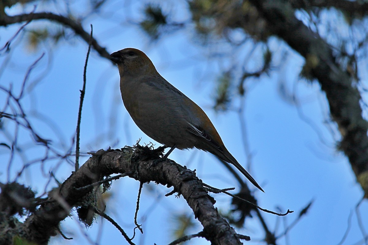 hýl křivčí - ML644260726