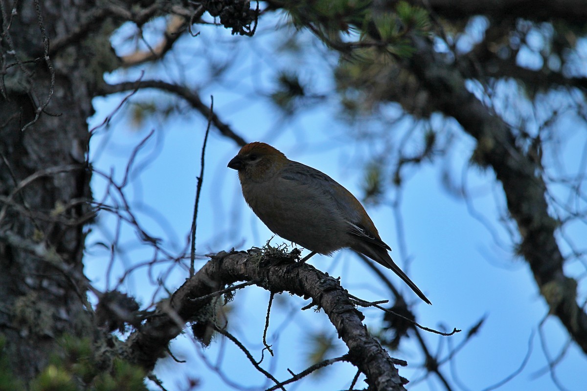 hýl křivčí - ML644260727