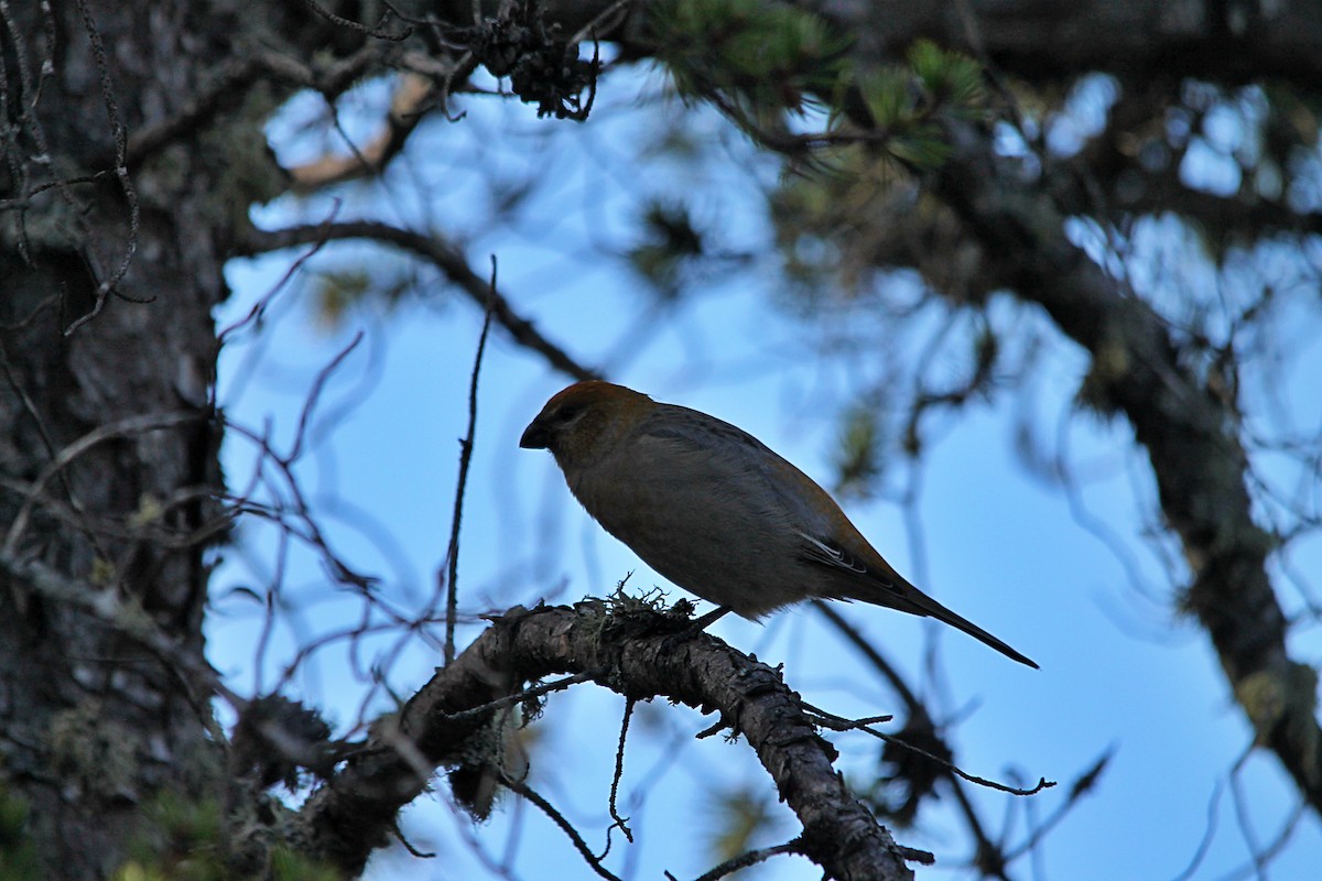 hýl křivčí - ML644260728