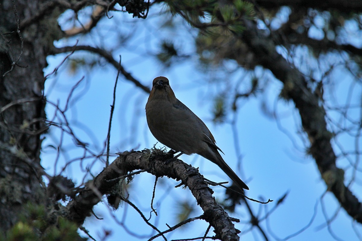 hýl křivčí - ML644260729