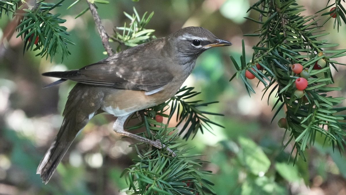 Халиун хөөндэй - ML644260736