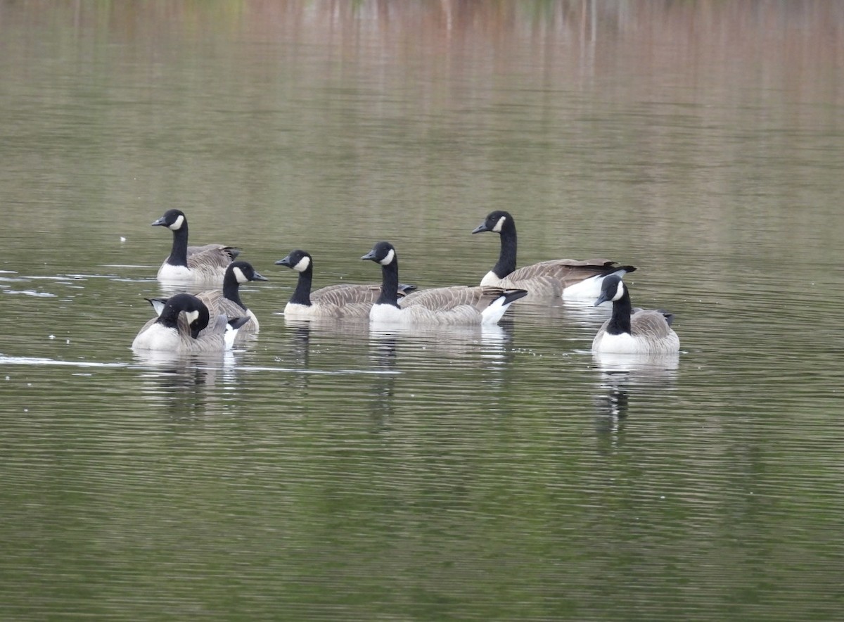 Canada Goose (canadensis Group) - ML644260737