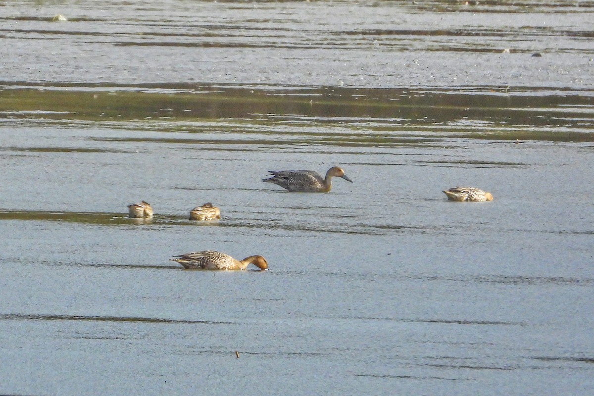 Canard pilet - ML644260738