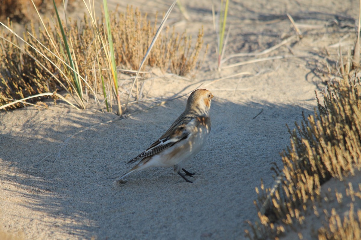 Snow Bunting - ML644260745