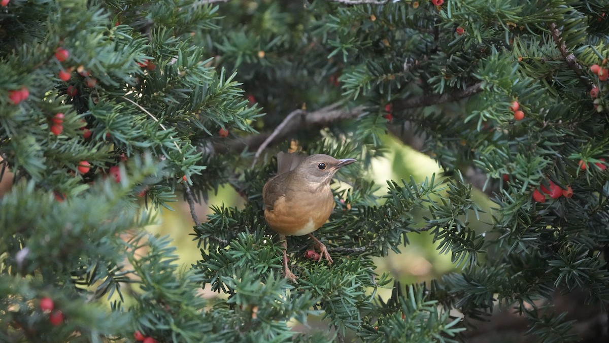 brunhodetrost - ML644260746