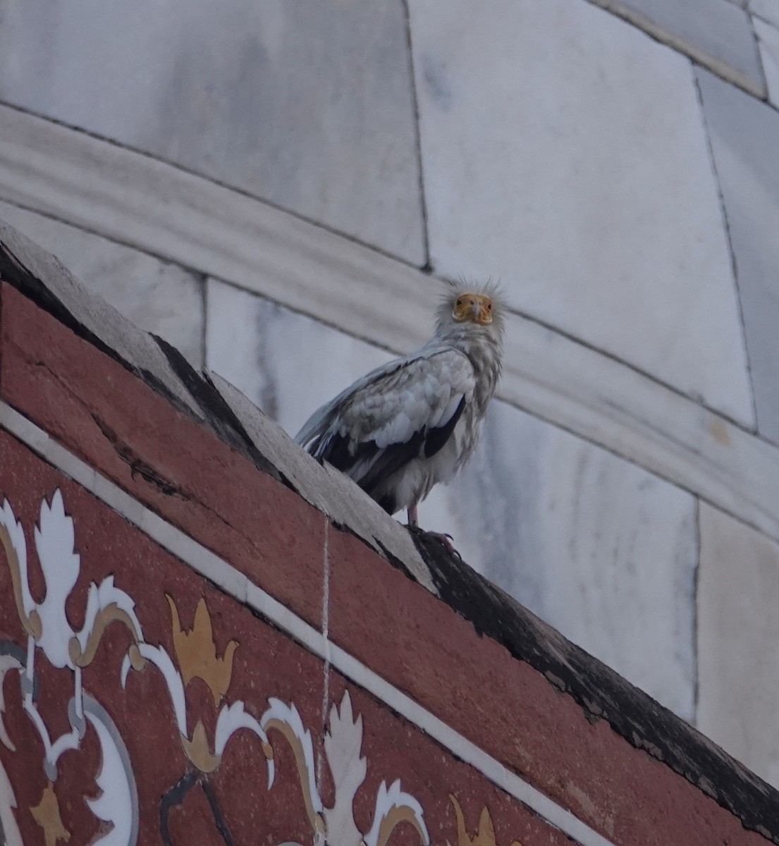 エジプトハゲワシ - ML644260754