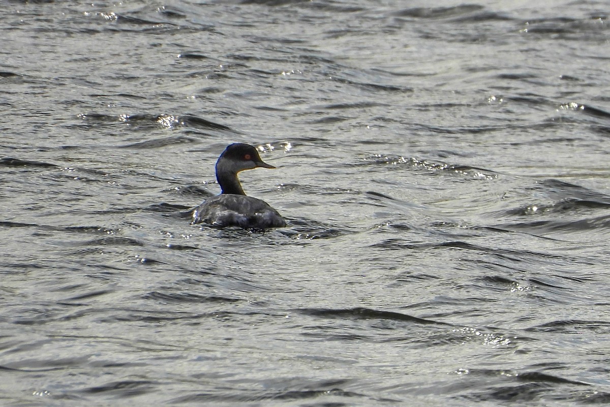 黑頸鸊鷉 - ML644260761