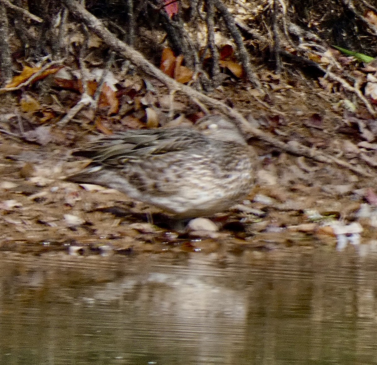 Ногоохон нугас - ML644260763