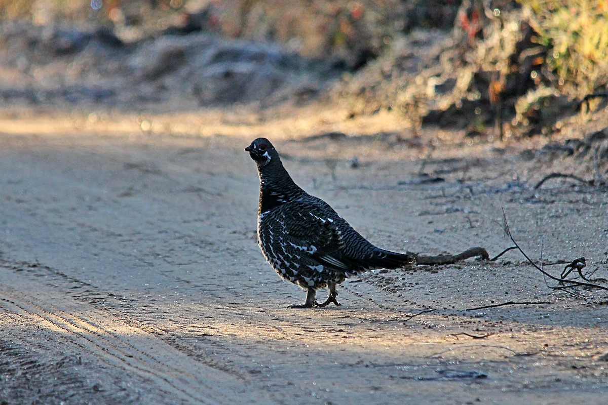 Spruce Grouse - ML644260776