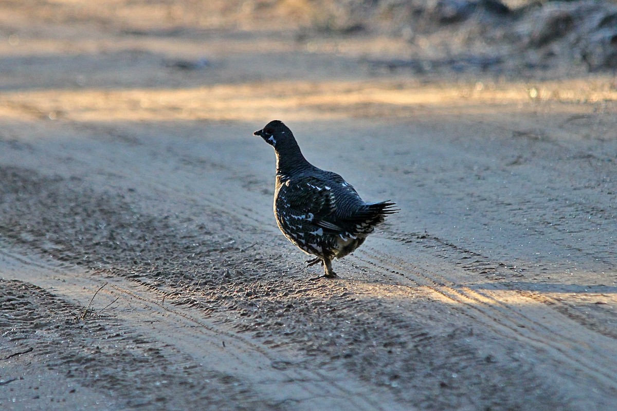 Spruce Grouse - ML644260777