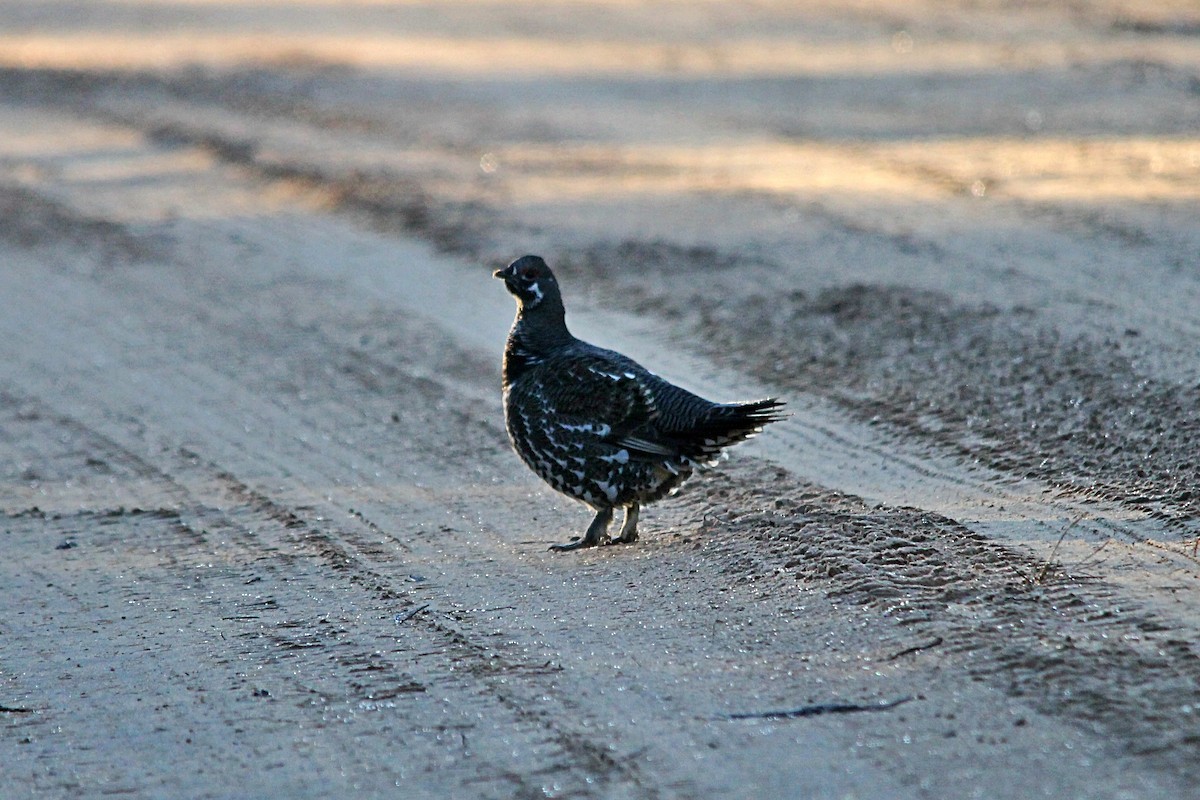 Spruce Grouse - ML644260778
