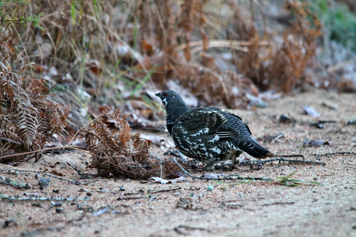 Spruce Grouse - ML644260779