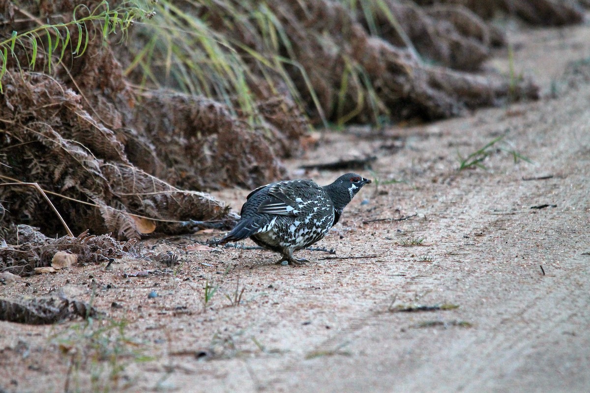 Spruce Grouse - ML644260780