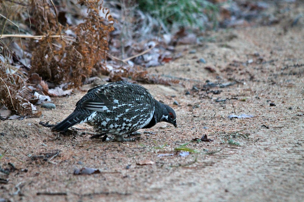 Spruce Grouse - ML644260781
