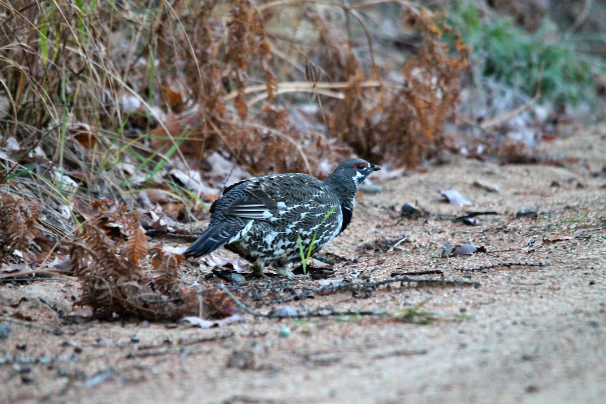 Spruce Grouse - ML644260782