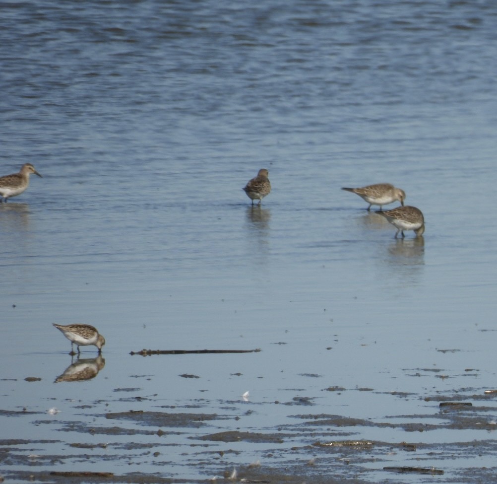 Dunlin (hudsonia) - ML644260783